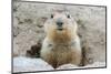 Fluffy Head and Torso Groundhog without Shadow on the Background of the Steppe Soil-Owsigor-Mounted Photographic Print