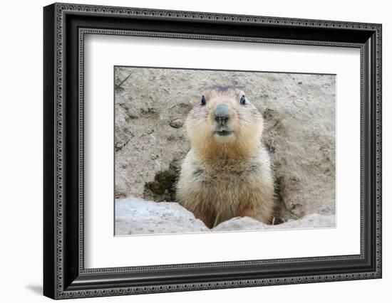 Fluffy Head and Torso Groundhog without Shadow on the Background of the Steppe Soil-Owsigor-Framed Photographic Print