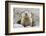 Fluffy Head and Torso Groundhog without Shadow on the Background of the Steppe Soil-Owsigor-Framed Photographic Print