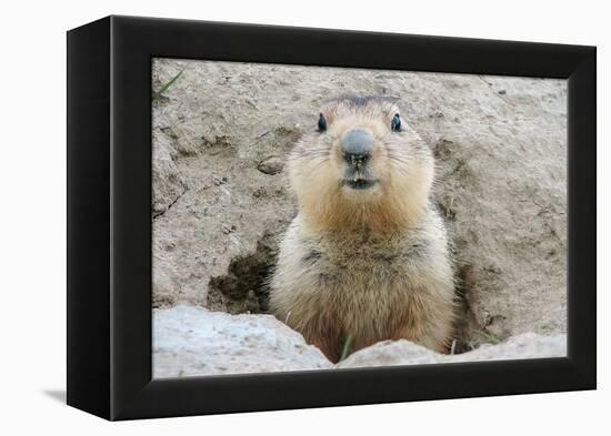 Fluffy Head and Torso Groundhog without Shadow on the Background of the Steppe Soil-Owsigor-Framed Premier Image Canvas