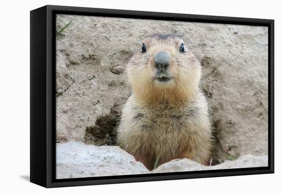 Fluffy Head and Torso Groundhog without Shadow on the Background of the Steppe Soil-Owsigor-Framed Premier Image Canvas