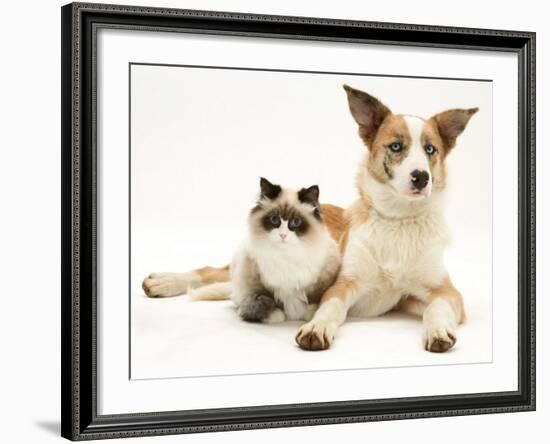 Fluffy Kitten Cuddled up with Dog-Jane Burton-Framed Photographic Print