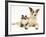 Fluffy Kitten Cuddled up with Dog-Jane Burton-Framed Photographic Print