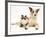 Fluffy Kitten Cuddled up with Dog-Jane Burton-Framed Photographic Print