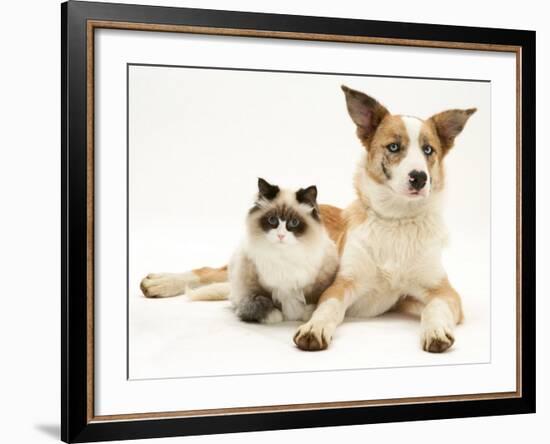 Fluffy Kitten Cuddled up with Dog-Jane Burton-Framed Photographic Print