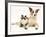 Fluffy Kitten Cuddled up with Dog-Jane Burton-Framed Photographic Print