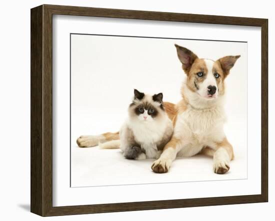 Fluffy Kitten Cuddled up with Dog-Jane Burton-Framed Photographic Print