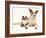 Fluffy Kitten Cuddled up with Dog-Jane Burton-Framed Photographic Print