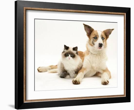 Fluffy Kitten Cuddled up with Dog-Jane Burton-Framed Photographic Print