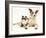 Fluffy Kitten Cuddled up with Dog-Jane Burton-Framed Photographic Print