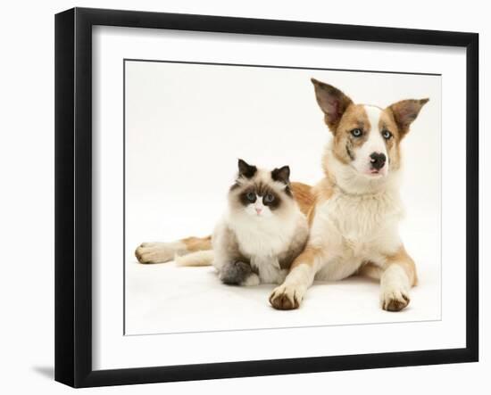 Fluffy Kitten Cuddled up with Dog-Jane Burton-Framed Photographic Print