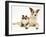 Fluffy Kitten Cuddled up with Dog-Jane Burton-Framed Photographic Print