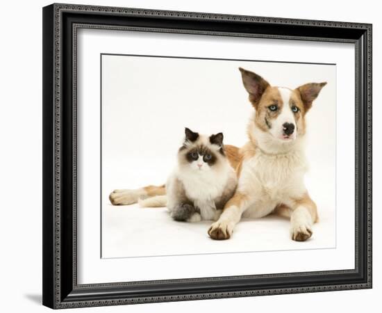 Fluffy Kitten Cuddled up with Dog-Jane Burton-Framed Photographic Print