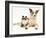 Fluffy Kitten Cuddled up with Dog-Jane Burton-Framed Photographic Print