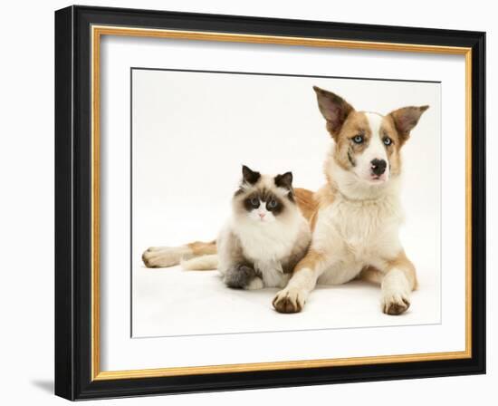 Fluffy Kitten Cuddled up with Dog-Jane Burton-Framed Photographic Print