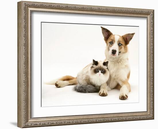 Fluffy Kitten Cuddled up with Dog-Jane Burton-Framed Photographic Print