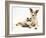 Fluffy Kitten Cuddled up with Dog-Jane Burton-Framed Photographic Print