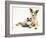 Fluffy Kitten Cuddled up with Dog-Jane Burton-Framed Photographic Print