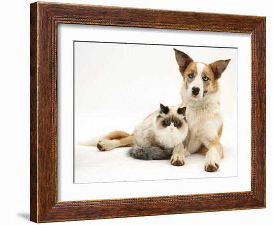 Fluffy Kitten Cuddled up with Dog-Jane Burton-Framed Photographic Print