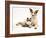 Fluffy Kitten Cuddled up with Dog-Jane Burton-Framed Photographic Print