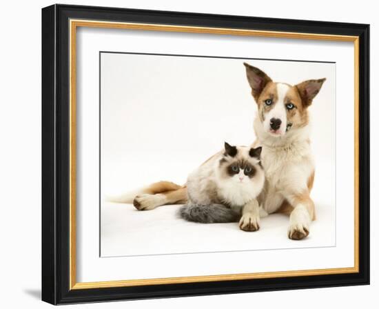 Fluffy Kitten Cuddled up with Dog-Jane Burton-Framed Photographic Print