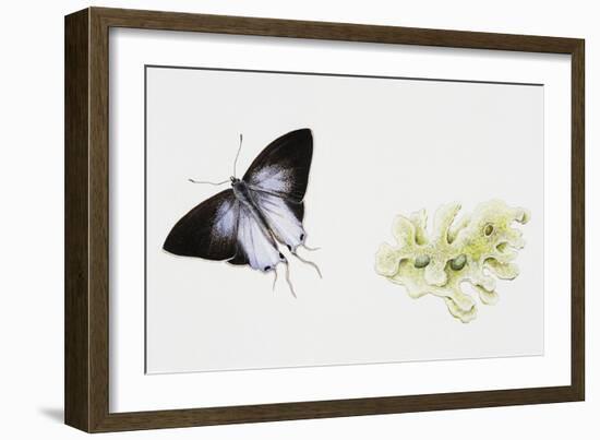 Fluffy Tit Moth (Zeltus Amasa)--Framed Giclee Print