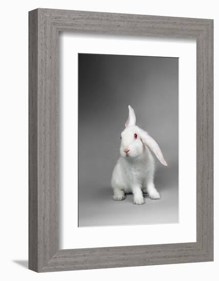 Fluffy White Rabbit Over Grey Background-PH.OK-Framed Photographic Print