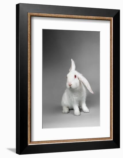 Fluffy White Rabbit Over Grey Background-PH.OK-Framed Photographic Print