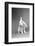 Fluffy White Rabbit Over Grey Background-PH.OK-Framed Photographic Print
