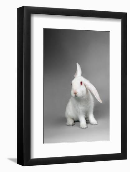 Fluffy White Rabbit Over Grey Background-PH.OK-Framed Photographic Print