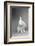 Fluffy White Rabbit Over Grey Background-PH.OK-Framed Photographic Print