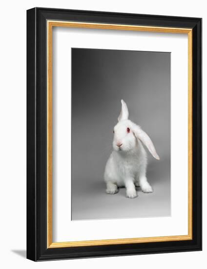 Fluffy White Rabbit Over Grey Background-PH.OK-Framed Photographic Print