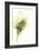 Fluid Bloom I-Jennifer Goldberger-Framed Art Print