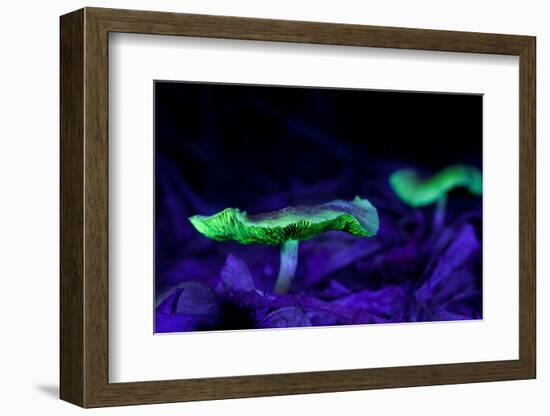 Fluorescent mushrooms glowing in ultraviolet light, Brazil-Joao Burini-Framed Photographic Print