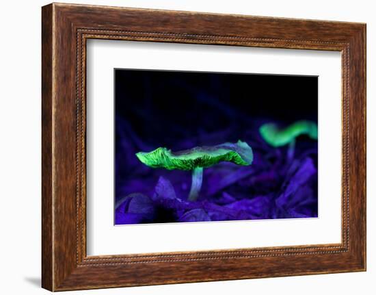 Fluorescent mushrooms glowing in ultraviolet light, Brazil-Joao Burini-Framed Photographic Print