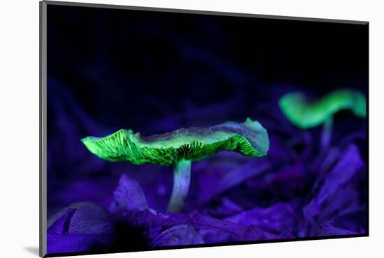 Fluorescent mushrooms glowing in ultraviolet light, Brazil-Joao Burini-Mounted Photographic Print