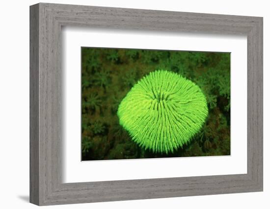 Fluorescing Mushroom Coral (Ctenactis Echinata), Komodo National Park, Indian Ocean.-Reinhard Dirscherl-Framed Photographic Print