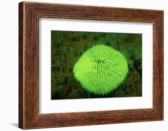 Fluorescing Mushroom Coral (Ctenactis Echinata), Komodo National Park, Indian Ocean.-Reinhard Dirscherl-Framed Photographic Print