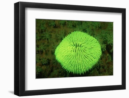 Fluorescing Mushroom Coral (Ctenactis Echinata), Komodo National Park, Indian Ocean.-Reinhard Dirscherl-Framed Photographic Print