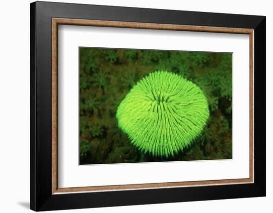 Fluorescing Mushroom Coral (Ctenactis Echinata), Komodo National Park, Indian Ocean.-Reinhard Dirscherl-Framed Photographic Print