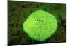 Fluorescing Mushroom Coral (Ctenactis Echinata), Komodo National Park, Indian Ocean.-Reinhard Dirscherl-Mounted Photographic Print