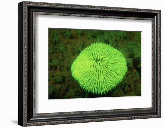 Fluorescing Mushroom Coral (Ctenactis Echinata), Komodo National Park, Indian Ocean.-Reinhard Dirscherl-Framed Photographic Print