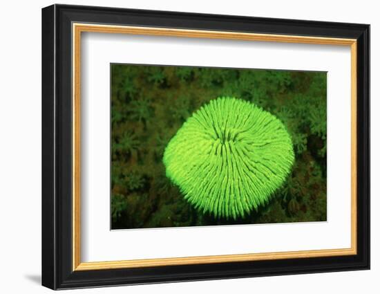 Fluorescing Mushroom Coral (Ctenactis Echinata), Komodo National Park, Indian Ocean.-Reinhard Dirscherl-Framed Photographic Print