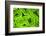 Fluorescing sponges and hard coral at Night dive, Wetar Island, Banda Sea, Indonesia-Stuart Westmorland-Framed Photographic Print