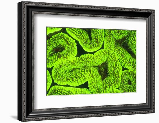 Fluorescing sponges and hard coral at Night dive, Wetar Island, Banda Sea, Indonesia-Stuart Westmorland-Framed Photographic Print