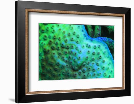 Fluorescing underwater macro images-Stuart Westmorland-Framed Photographic Print