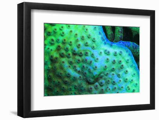 Fluorescing underwater macro images-Stuart Westmorland-Framed Photographic Print