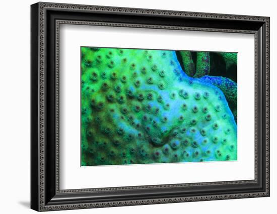 Fluorescing underwater macro images-Stuart Westmorland-Framed Photographic Print