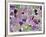 Fluorite minerals-Walter Geiersperger-Framed Photographic Print