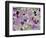 Fluorite minerals-Walter Geiersperger-Framed Photographic Print